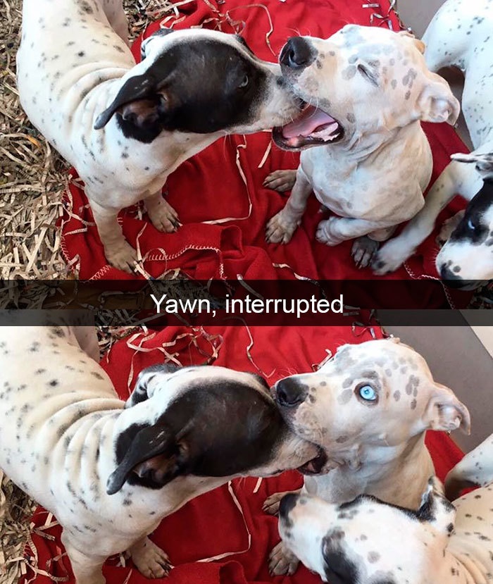 Funny Snapchat dog moments