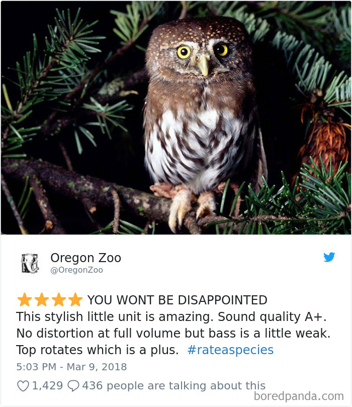 an owl