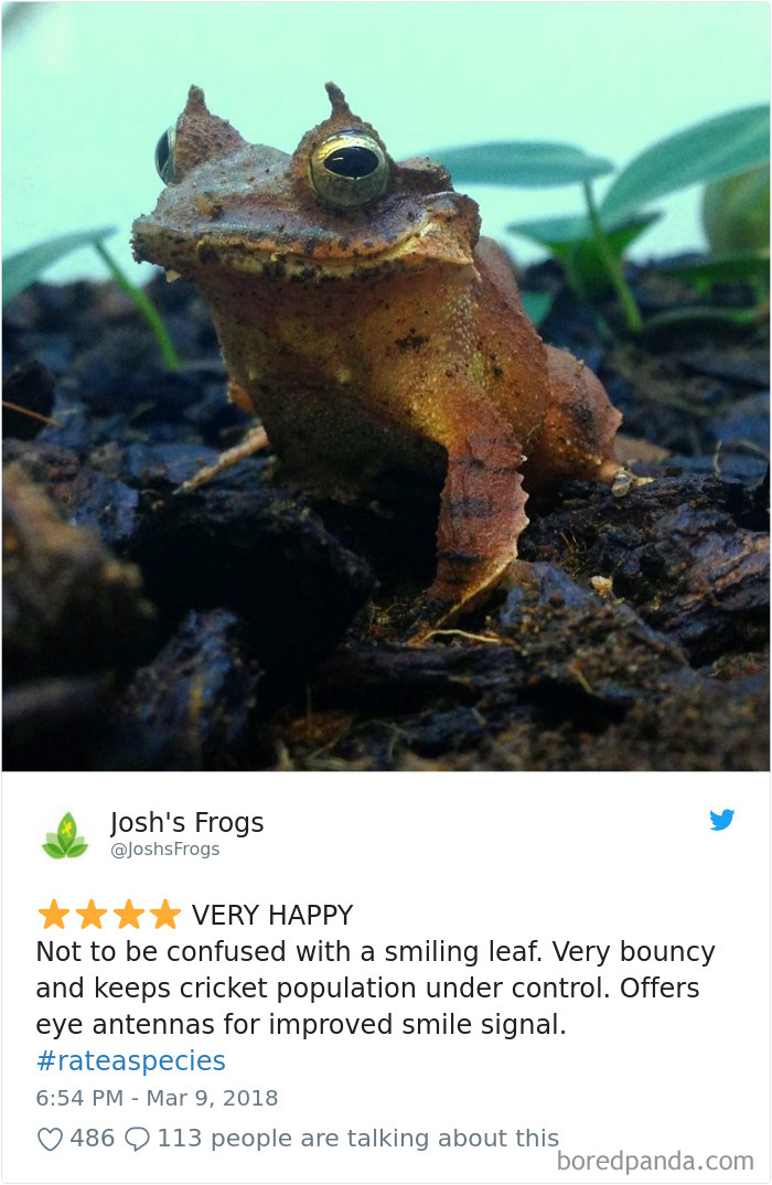 a frog