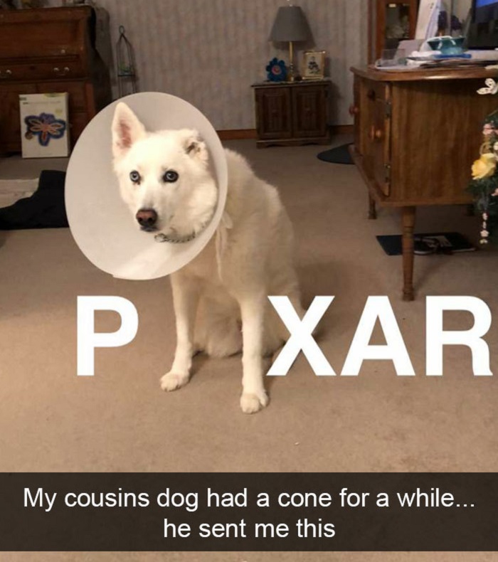 Funny Snapchat dog moments