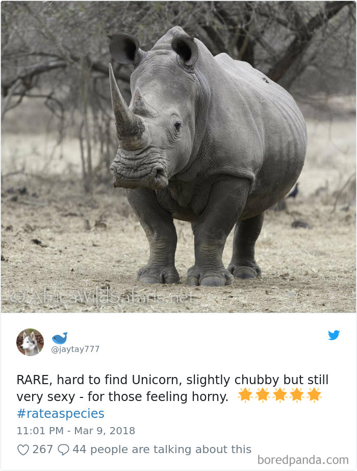a rhino