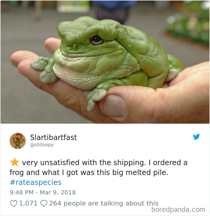 a toad