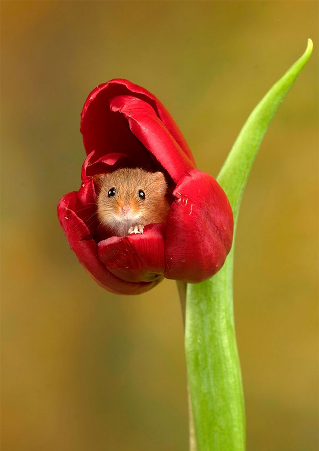 Photos of field mice inside tulips by Miles Herbert