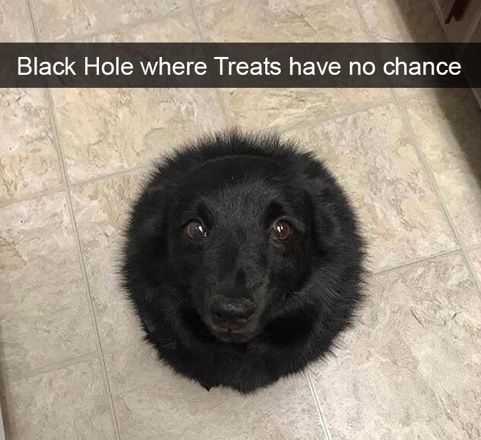 Funny Snapchat dog moments
