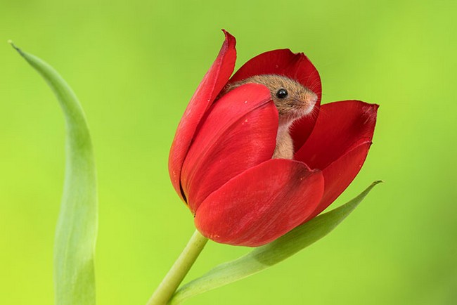 Photos of field mice inside tulips by Miles Herbert
