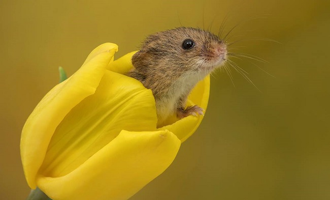 Photos of field mice inside tulips by Miles Herbert