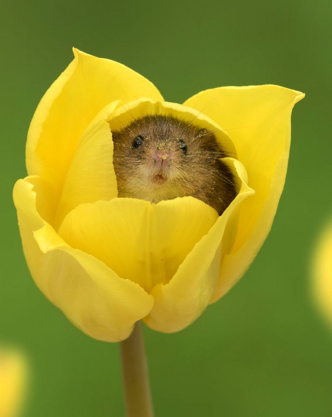 Photos of field mice inside tulips by Miles Herbert