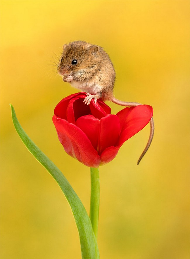 Photos of field mice inside tulips by Miles Herbert