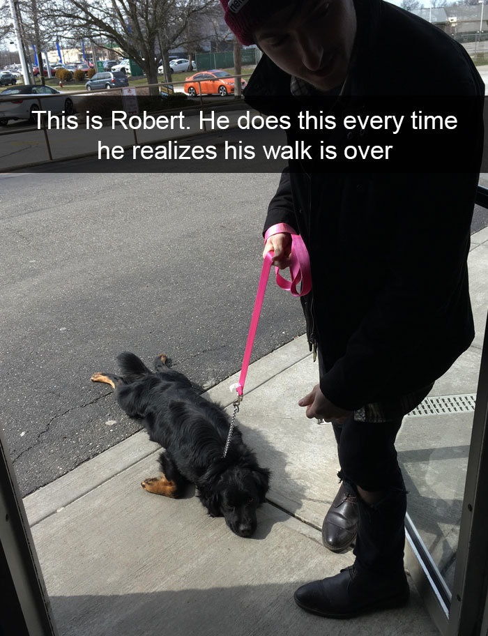 Funny Snapchat dog moments