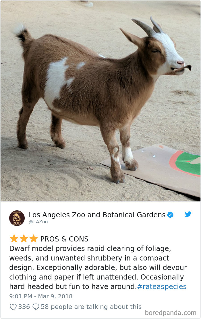 a baby goat