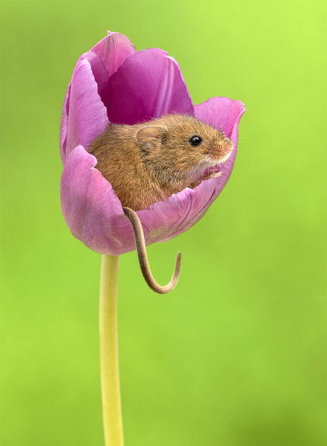 Photos of field mice inside tulips by Miles Herbert