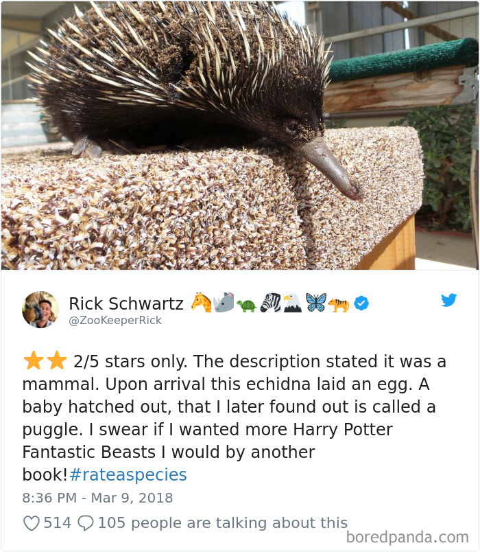 an echidna