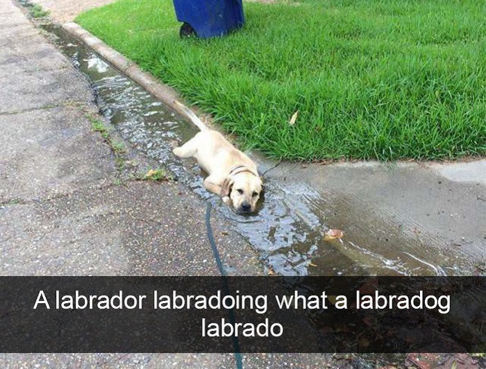Funny Snapchat dog moments