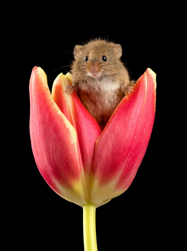 Photos of field mice inside tulips by Miles Herbert