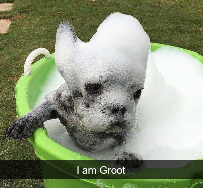 Funny Snapchat dog moments