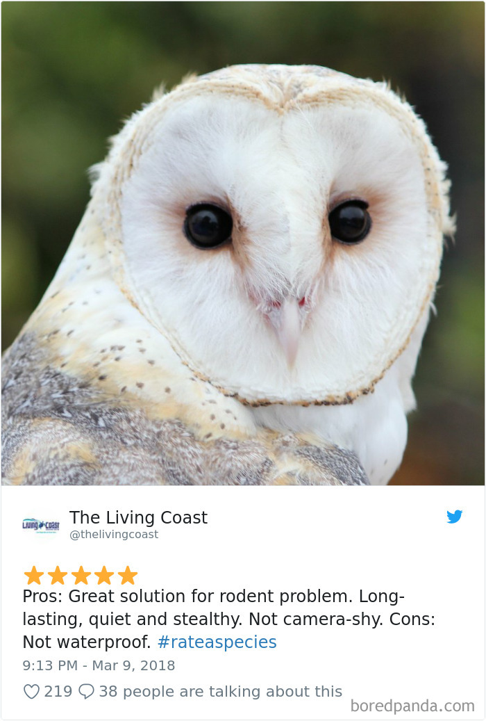 an owl