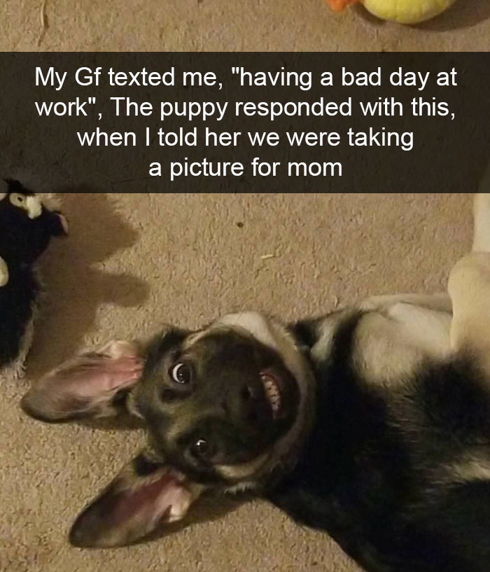 Funny Snapchat dog moments