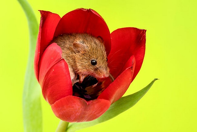 Photos of field mice inside tulips by Miles Herbert