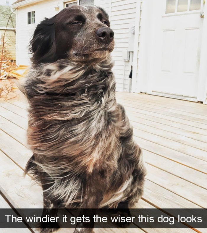 Funny Snapchat dog moments
