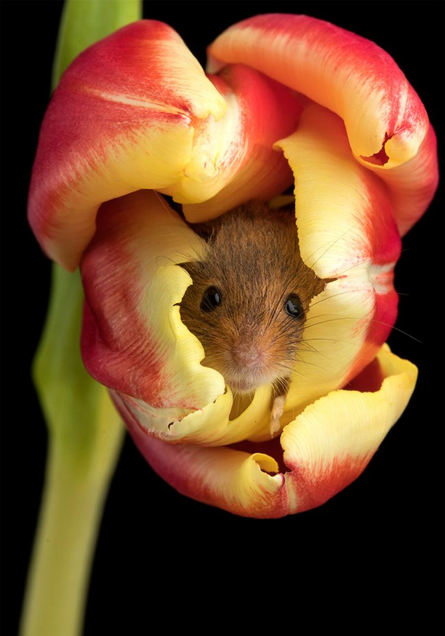 Photos of field mice inside tulips by Miles Herbert