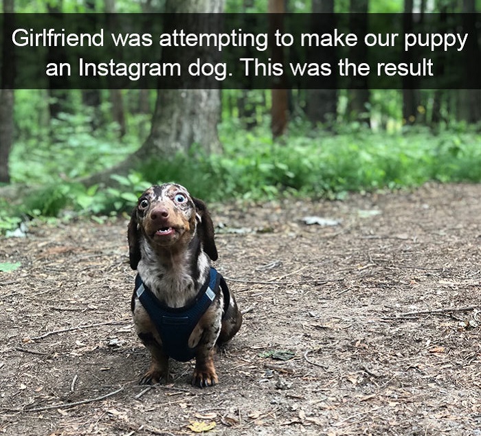 Funny Snapchat dog moments
