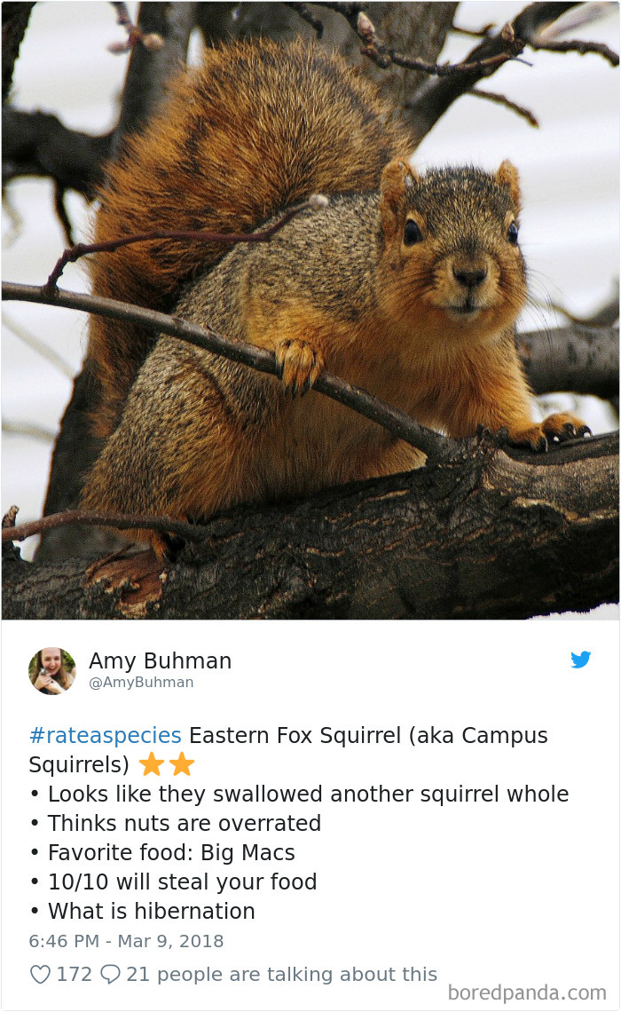 a squirrel
