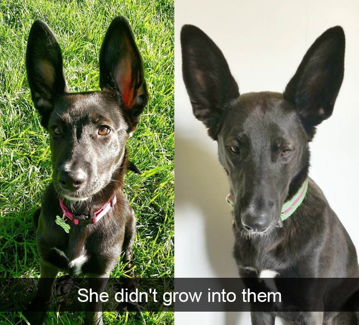 Funny Snapchat dog moments