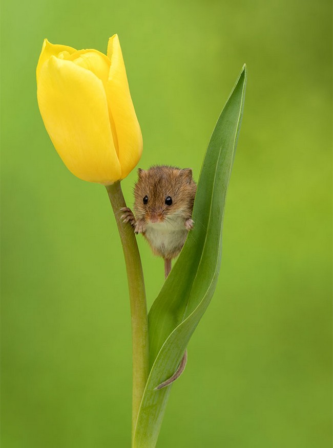 Photos of field mice inside tulips by Miles Herbert