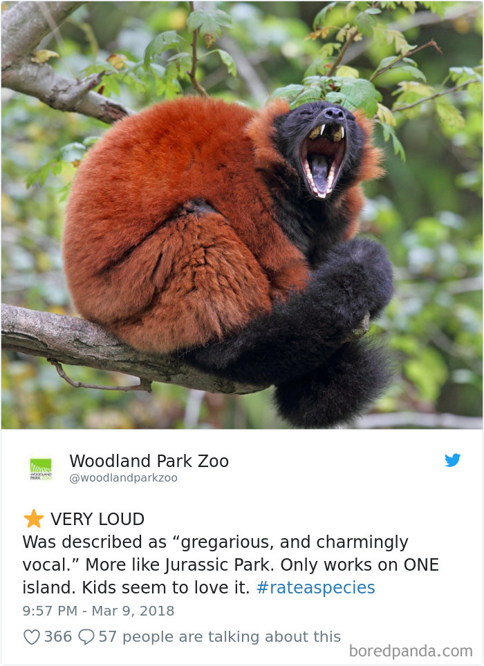 a monkey