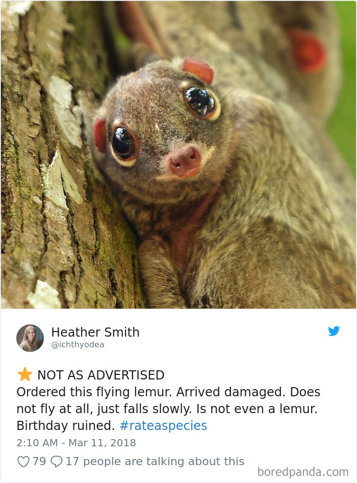 flying lemur