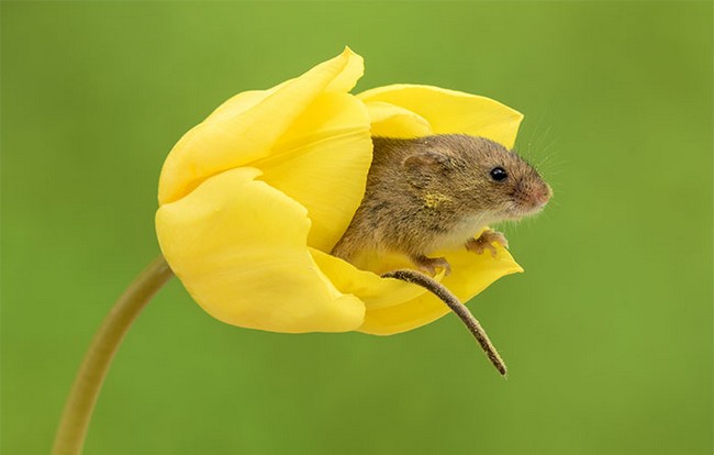 Photos of field mice inside tulips by Miles Herbert