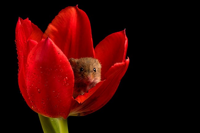 Photos of field mice inside tulips by Miles Herbert