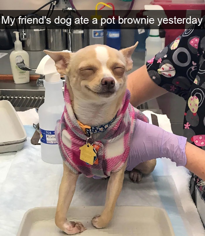 Funny Snapchat dog moments