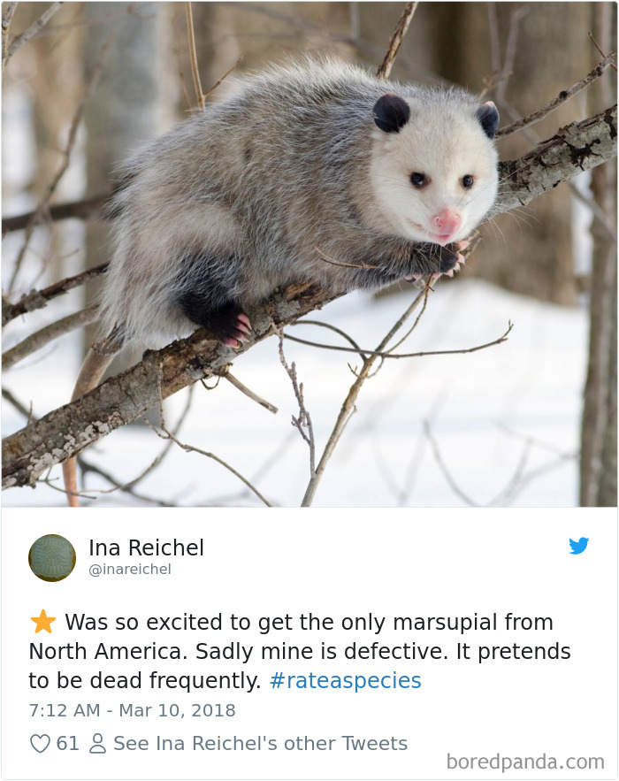 a rodent