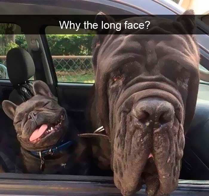 Funny Snapchat dog moments