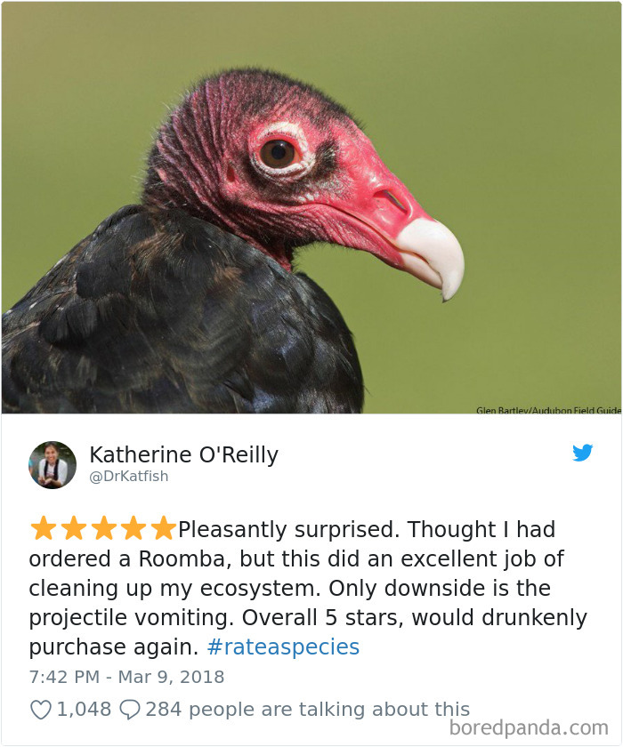 an eagle