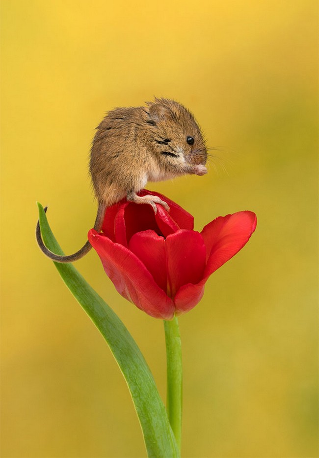 Photos of field mice inside tulips by Miles Herbert