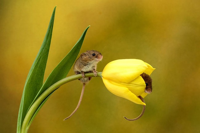 Photos of field mice inside tulips by Miles Herbert