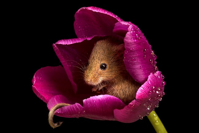 Photos of field mice inside tulips by Miles Herbert