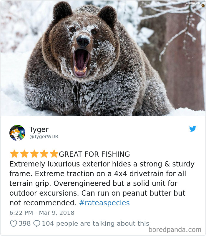 a bear