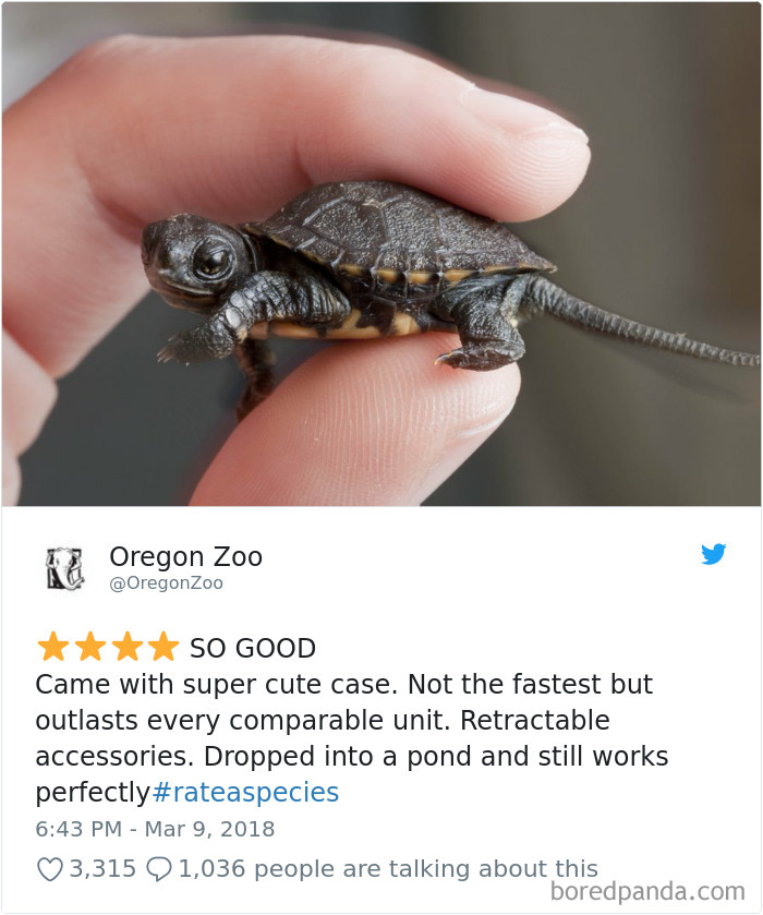 a turtle