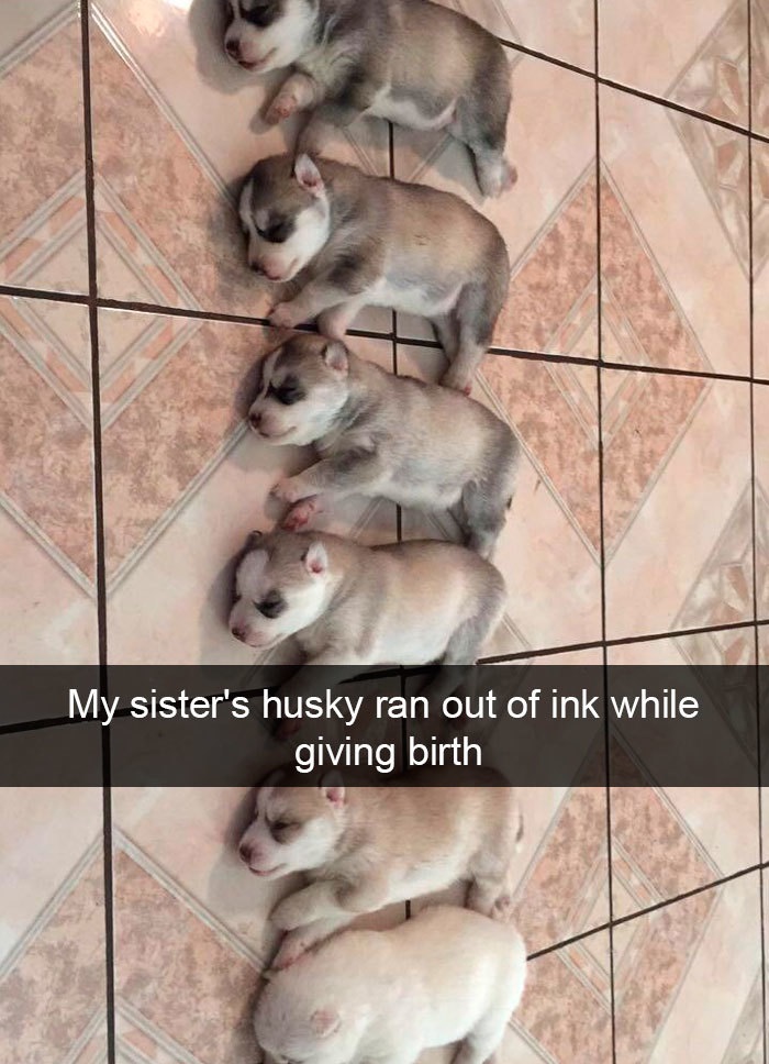 Funny Snapchat dog moments