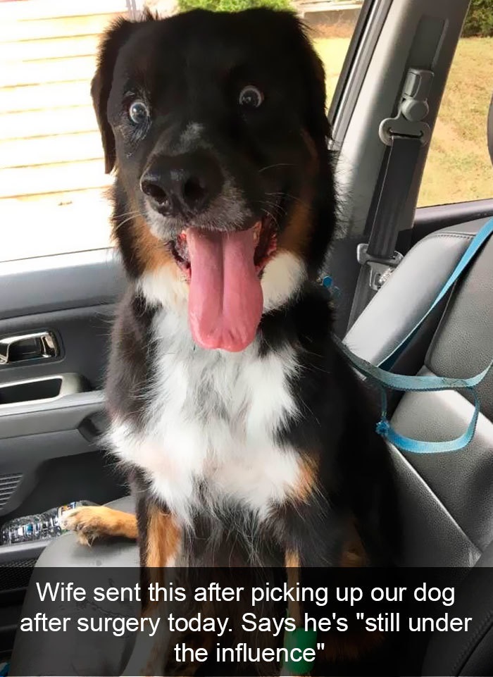 Funny Snapchat dog moments