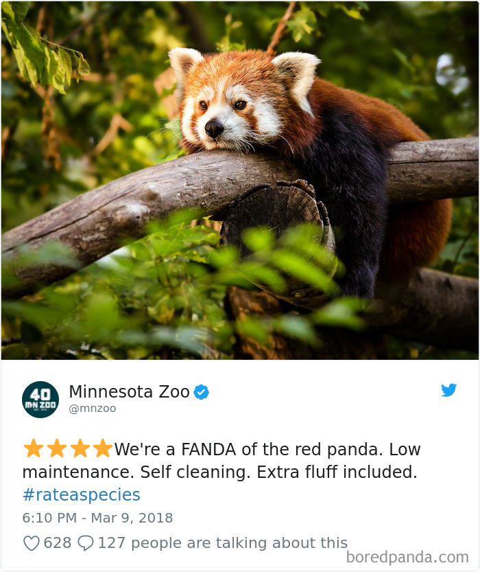 a red panda